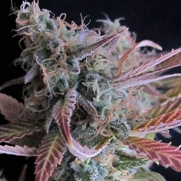 Nirvana Seeds - Raspberry Cough