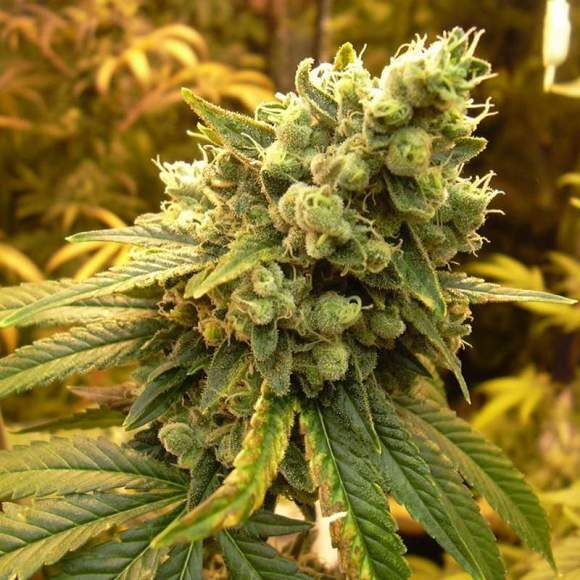 Nirvana Seeds - Sour Diesel