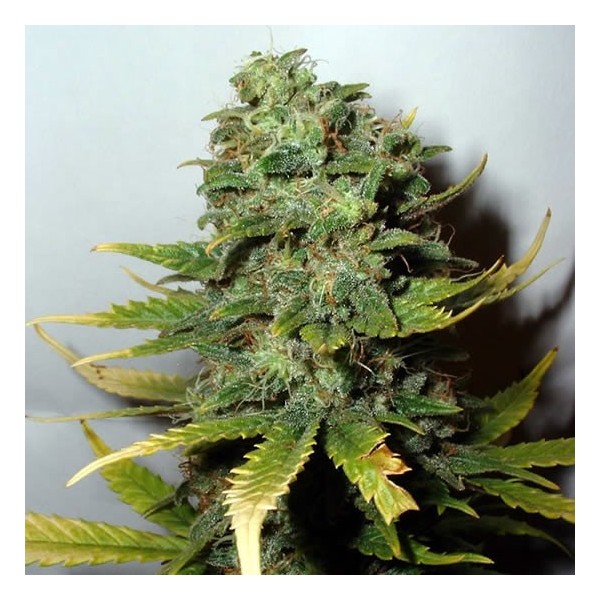 Nirvana Seeds - Super Skunk
