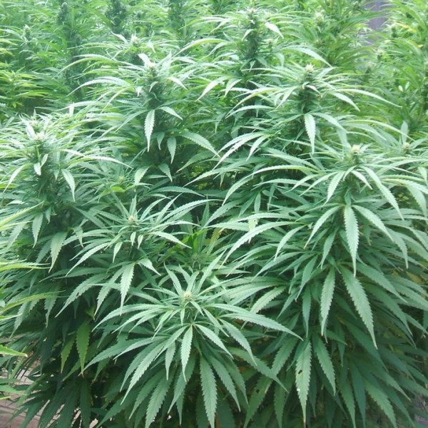 Nirvana Seeds - White Rhino