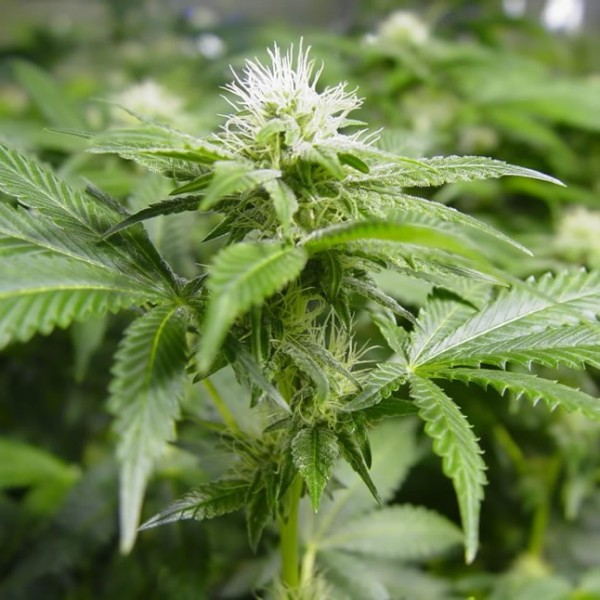 Nirvana Seeds - White Widow