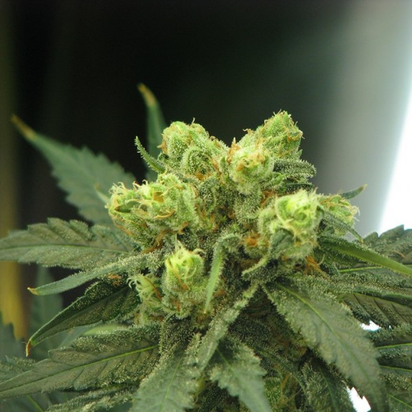 Nirvana Seeds - Wonder Woman