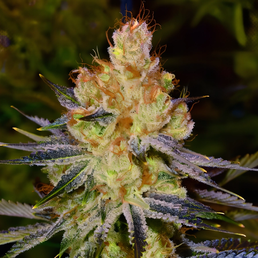 Orange Bud Auto - Nirvana Seeds