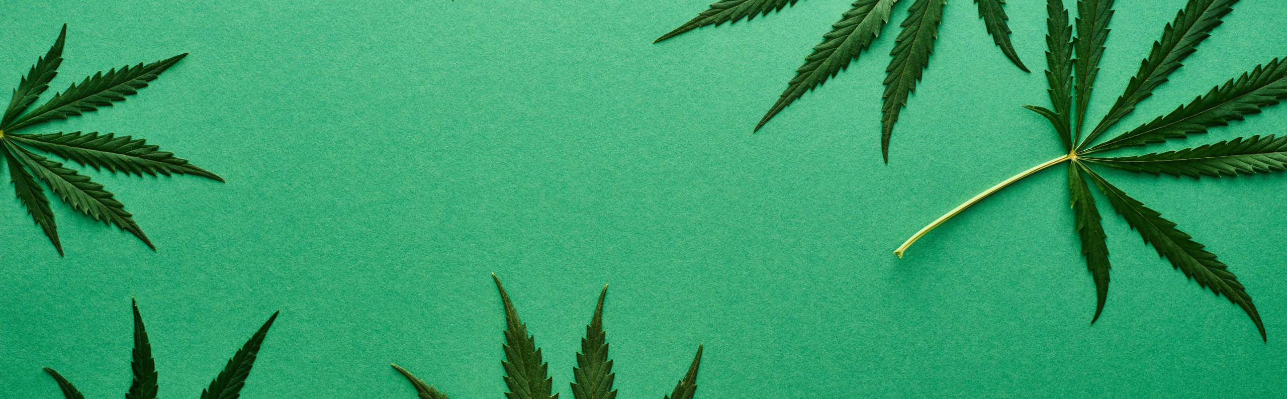Cannabis Seed Bank UK